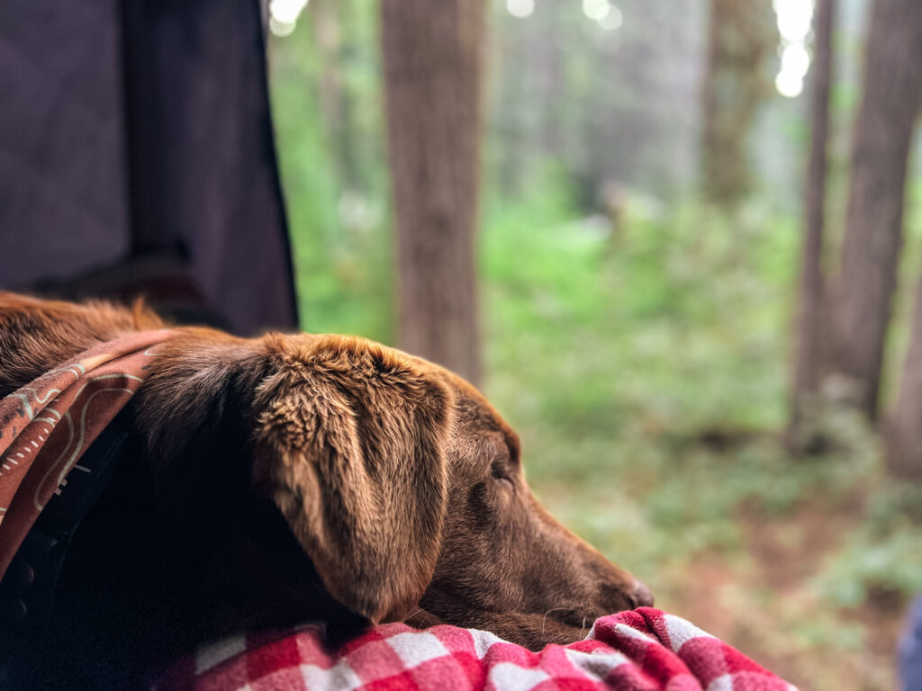 aceitar pets no airbnb